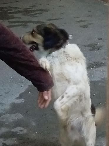 en gozel it adlari: 1 ay, Erkek, Ünvandan götürmə — 2