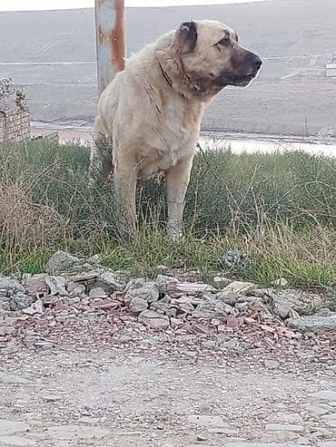 Pişiklər: Coban itidir qapiyi qorumaga cox yaxsdir — 2