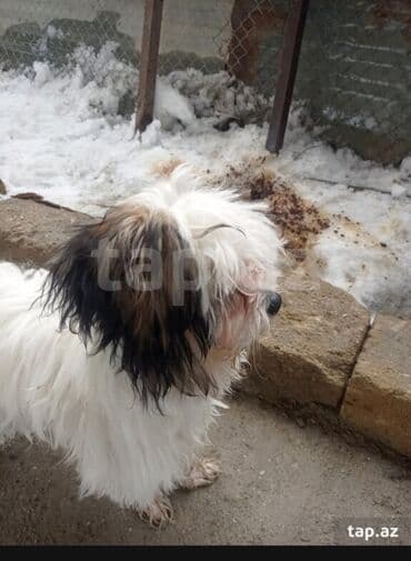 Malta bolonka, 1 il, Erkek, Peyvəndli, Ödənişli çatdırılma