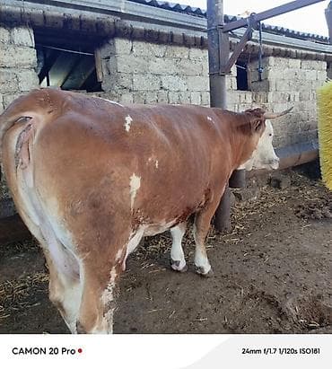 inək sortları: Birinci qarina dogacaq Avstriyadan gelen ineyin balasidi. Temiz — 1