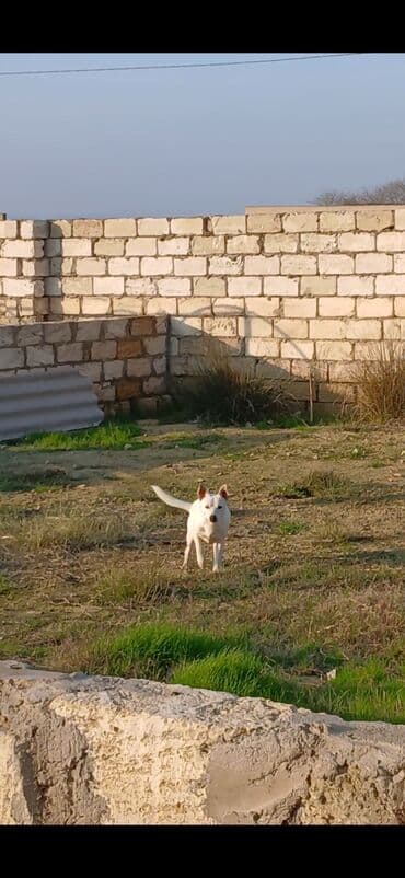 doberman qiymeti: 1 ay, Erkek, Ünvandan götürmə, Ödənişli çatdırılma, Rayonlara çatdırılma — 8