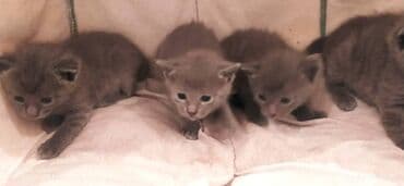 xaski it satisi: Britan, Erkək, Dişi — 10