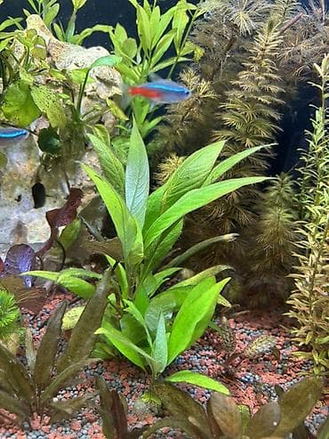 quppi balığı: Dördbucaq akvarium, Balıqlarla birlikdə, 120 l, Pulsuz çatdırılma — 7