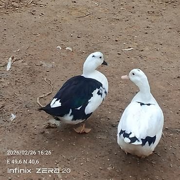 Gəmiricilər: Salam macar ördəklər bir erkəy iki dişi duşilər çox güman ki — 3