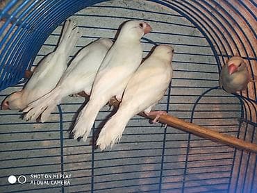 pisik satilir: Amadinlər satılır risovka amadin yapon zebra amadinləri — 2