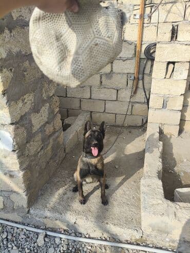 Malinosdu adamcil deyil ba bilmirem deye satilir oynamaqi xosdayir