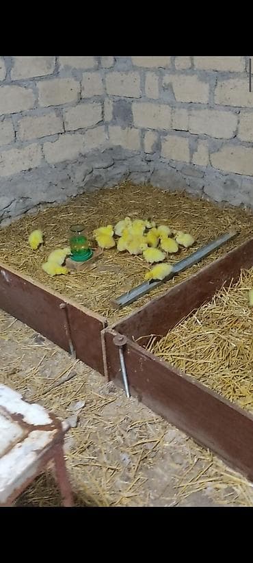 Gəmiricilər: Ağ qazlar və balaları - Cins: ağ ev qazı (narıncı dimdik və pəncələr) — 3