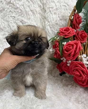 pekines itlerin satisi: Pekines, 2 ay, Erkek — 4