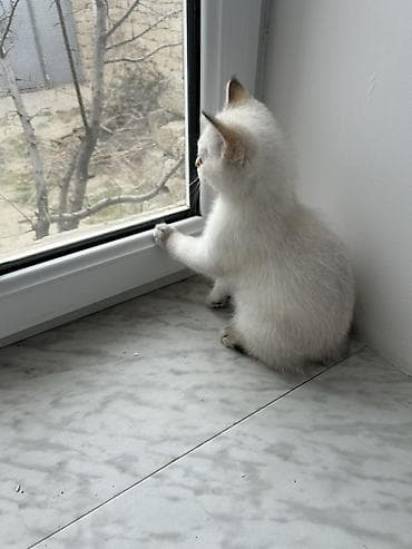 heyvan bazari: Britan — 3