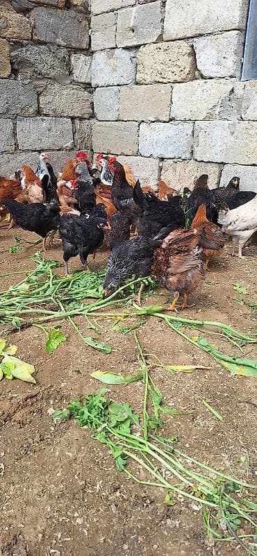 inqivator cuce: Toyuq cücələri, Damazlıq, Ödənişli çatdırılma — 2