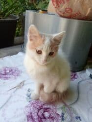 pişik satişi: Britan, Dişi, Yaxşı əllərə, Ünvandan götürmə, Pulsuz çatdırılma, Ödənişli çatdırılma — 5