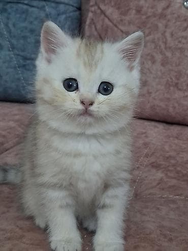 Qızıl şinşilla, Dişi, Yaxşı əllərə, Ünvandan götürmə, Ödənişli çatdırılma lalafo.az -da Qızıl şinşilla, Dişi, Yaxşı əllərə, Ünvandan götürmə, Ödənişli çatdırılma