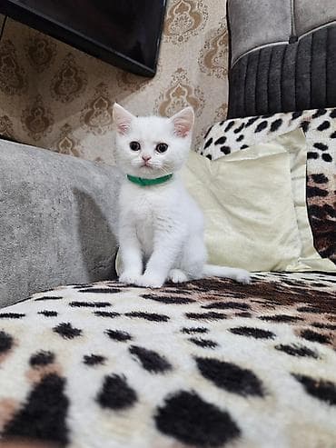 pisiylər: Britan — 2