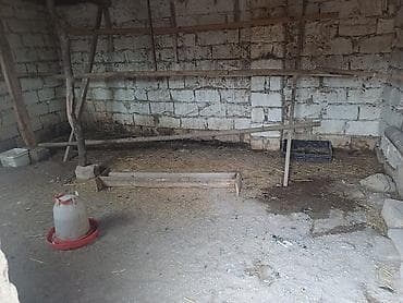 İnkubatorlar: Quşçuluq təsərrüfatı üçün hazır obyekt Hazir biznes kimi — 5