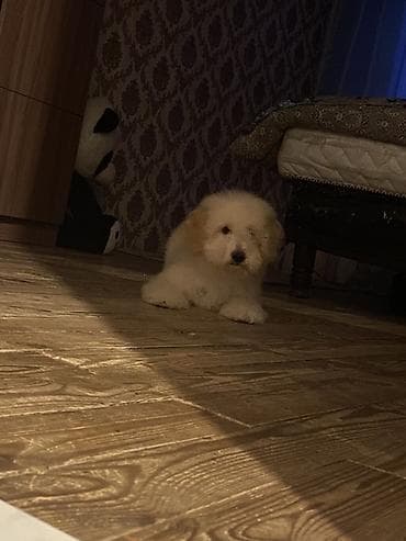 Digər heyvanlar: 3 ay, Dişi, Peyvəndli, Ünvandan götürmə — 3