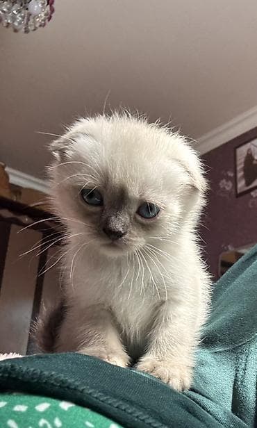 Şotland yastı qulaq, Ödənişli çatdırılma