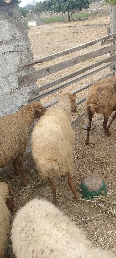 arpa bugda: Dişi, il: 5, 5 kq, Damazlıq, Ünvandan götürmə — 4