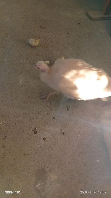 K/t heyvanları və malları: Dişi, Kanada, Ətlik, Ünvandan götürmə — 1