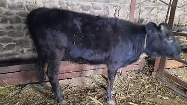 ceyran sekilleri: Qara rəngli dana / düyə Xüsusiyyətlər: - Yaş: təxminən gənc (boynunda — 5