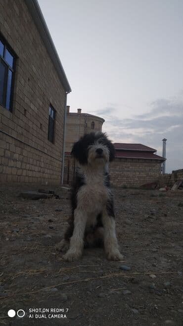 сколько стоит миниатюрный пудель: 1 год, Самец, Самовывоз — 1