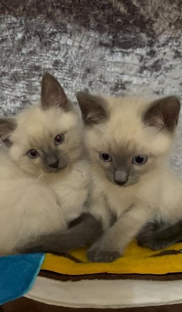Siam, blue point pişik balaları – mavi gözlü, balaları satılır,cox lalafo.az -da Siam, blue point pişik balaları – mavi gözlü, balaları satılır,cox