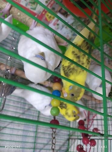 it ev: Quş qəfəsi – hündür tağlı model watsap akrivdi - Rəng: qara metal — 2