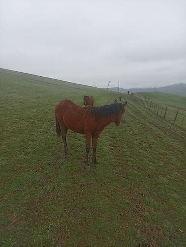 Hinduşkalar: 1 yaş tamam olub xamdı minməlidi örgətməmişəm ətraflı məlumat üçün — 2