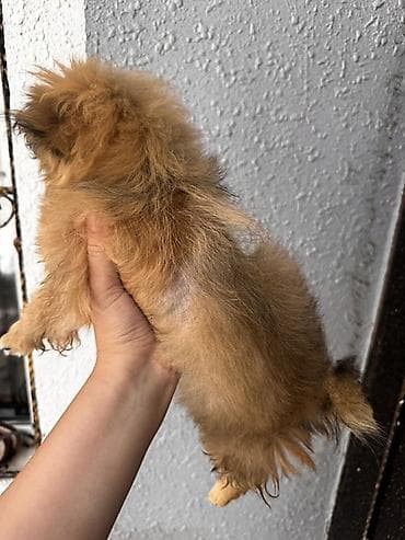 heyvan sahiblənmə: Pekines, 2 ay, Dişi — 2