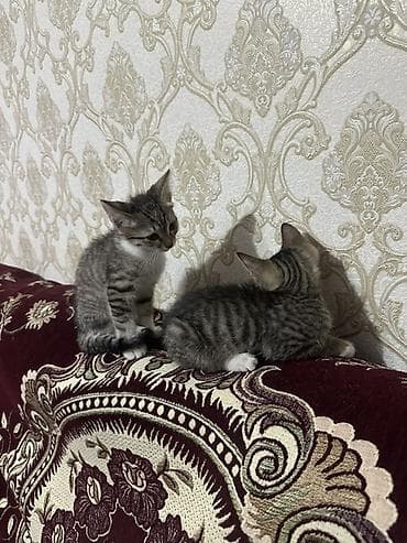 siyan pişik: Tabbi, Yaxşı əllərə — 2
