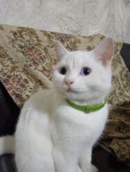 pişik ucuz: Dişi, Yaxşı əllərə, Ödənişli çatdırılma — 13