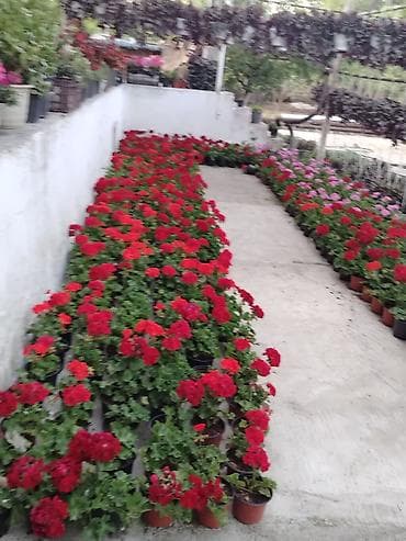 gubre: Saksıda sardunya (geranium) çiçəkləri - Növ: Pelargonium (sardunya) – — 3