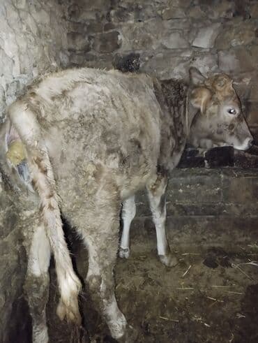 Toyuqlar: Dana, buzov, Erkək, ay: 6, Ətlik — 3