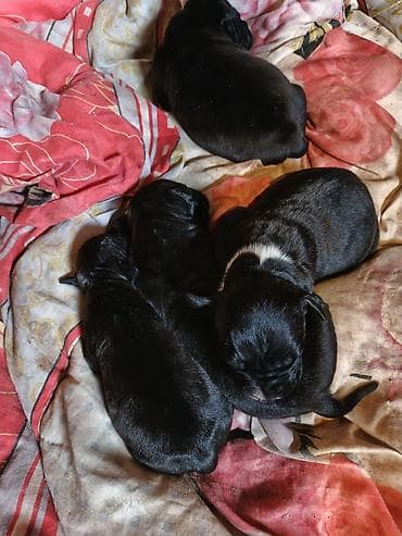 Bulut balalari 14 Gúnlúkdùr