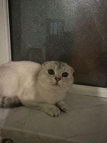 pişik adı: Şotland yastı qulaq — 6