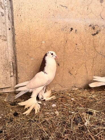 ucuz goyərcinlər: Məhsul: Qanadlı ev heyvanı – saqqallı, lələkləri ayaqlı bəzəkli — 6