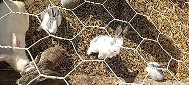 heyvanlar satisi: Karlıq balasidi çox qəşəng baladi biri 10 manat Dovşanlar – müxtəlif — 5