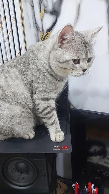 Şinşilla, Erkək, Yaxşı əllərə, Ödənişli çatdırılma