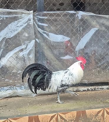 Salam tam sağlam heyvandı 11 aylıqdı brekel cinsidi lalafo.az -da Salam tam sağlam heyvandı 11 aylıqdı brekel cinsidi