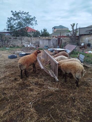 qurbanliq quzular: Kök erkək quzular — 3