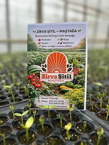 su qovucu: Məhsul: Zirvə Şitil – badımcan şitilləri Təsvir: - F1 hibrid badımcan — 3