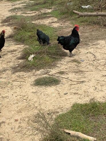 Akvarium aksessuar və ləvazimatları: Bir ədədi 30 AZN Məhsulun təsviri: - Tamamilə qara lələk örtüyü — 1