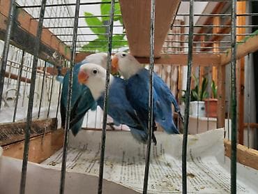 ev quslari: Salam yeni dənə düşən Fişler balalar satılır.3 aylıqılar. Türkyədən — 2