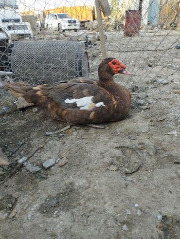 2 ayliq cuceler: Krasnadar erkəy ördəklər satilir 5 6 kq olar hardasa qiymət sondur iri — 4