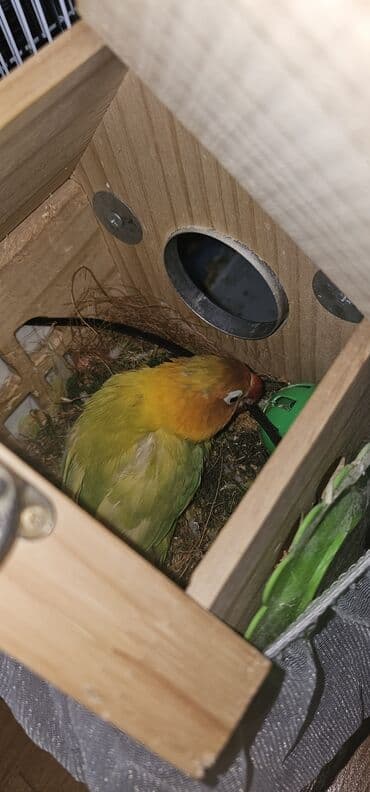 cex qus: Sevimli “Lovebird” (Ağüzük lori/Lovebird) tutuquşu - Rənglər: canlı — 1