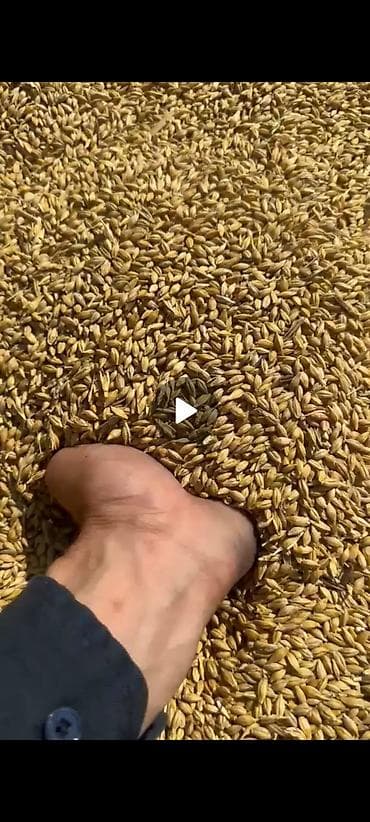 qoyun yemi: Arpa və buğda 300 ton
hazır yeni biçilmiş
tecili satılır! — 2