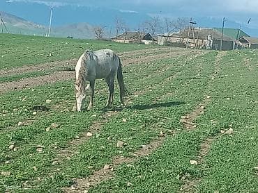 Erkək, Qarabag, il: 4, Ünvandan götürmə