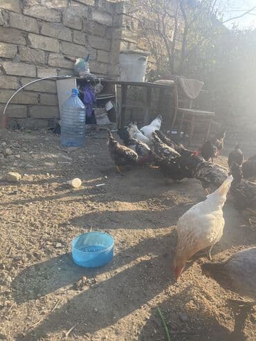 quş qaz: Toyuq, Damazlıq — 7