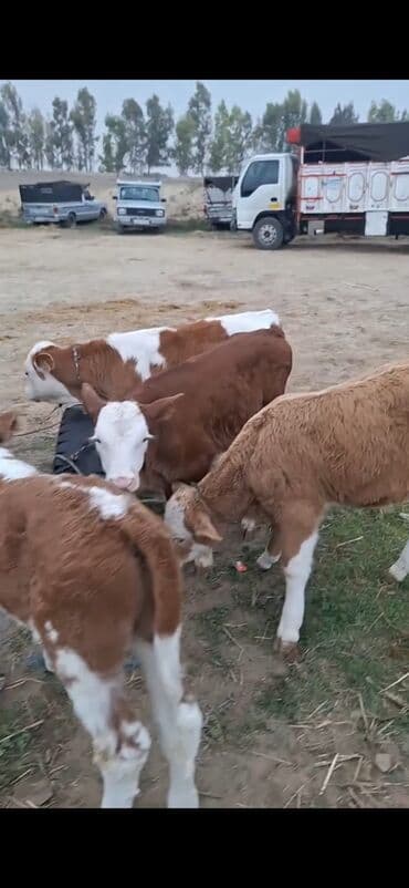 ala inek: Məhsul: Simmental tipli buzovlar Təsvir: - Şəkillərdə ağ-qəhvəyi — 3