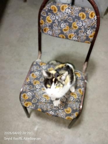 xacmaz heyvan bazari: Dişi, Yaxşı əllərə — 7