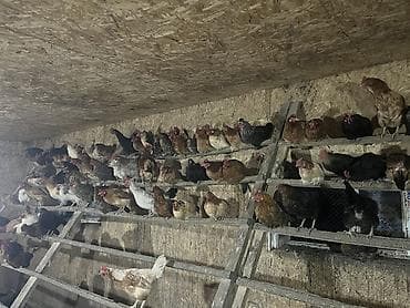 toyuq yolan aparat satilir: Salam. Məhsul: Azad otlaqda saxlanılan yerli toyuqlar və xoruzlar — 8